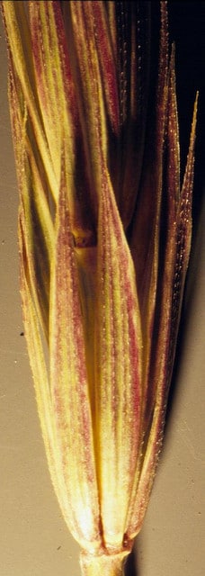 Elymus glaucus
