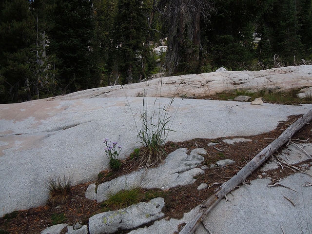 Elymus glaucus