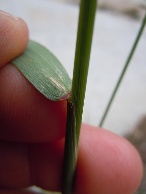 Elymus glaucus