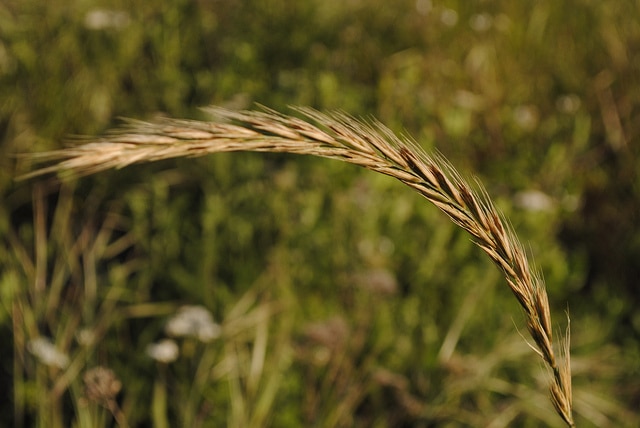 Elymus glaucus (Elymus glaucus)
