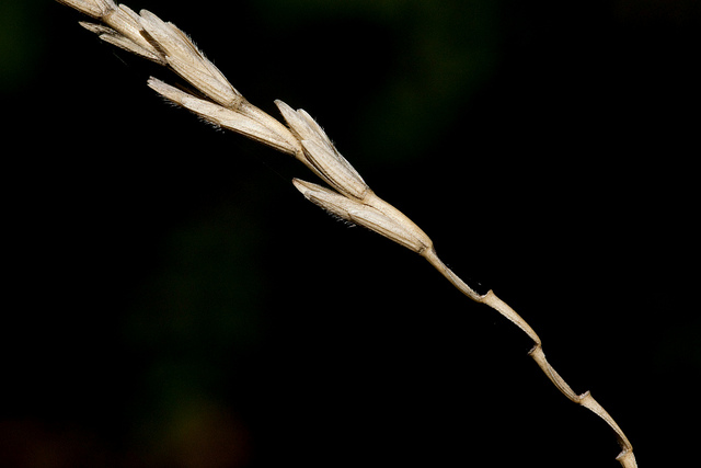 Chiendent intermédiaire (Elymus hispidus)