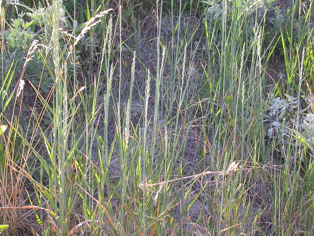 Elymus lanceolatus