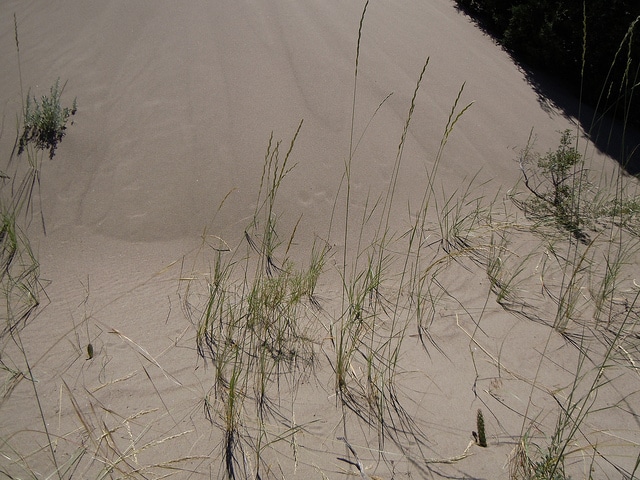 Elymus lanceolatus