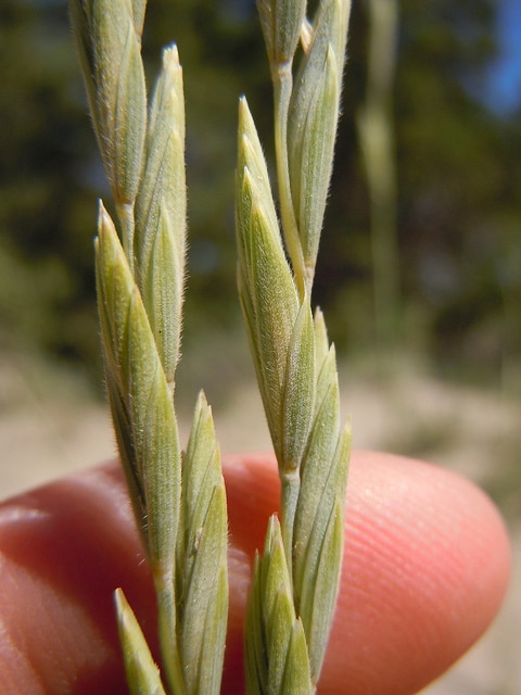 Elymus lanceolatus