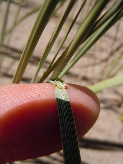 Elymus lanceolatus