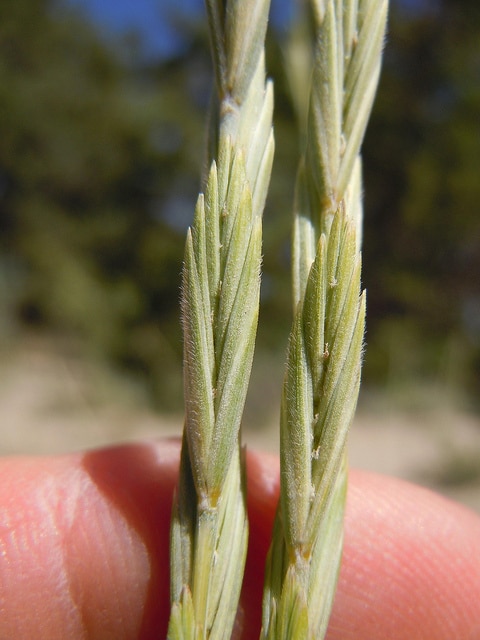 Elymus lanceolatus
