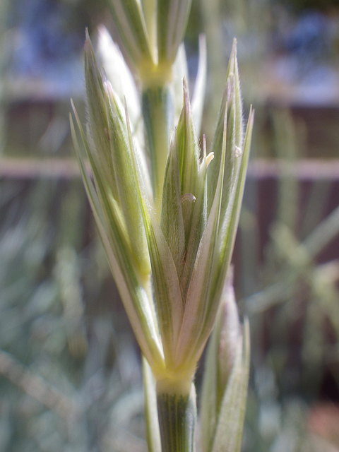 Elymus magellanicus