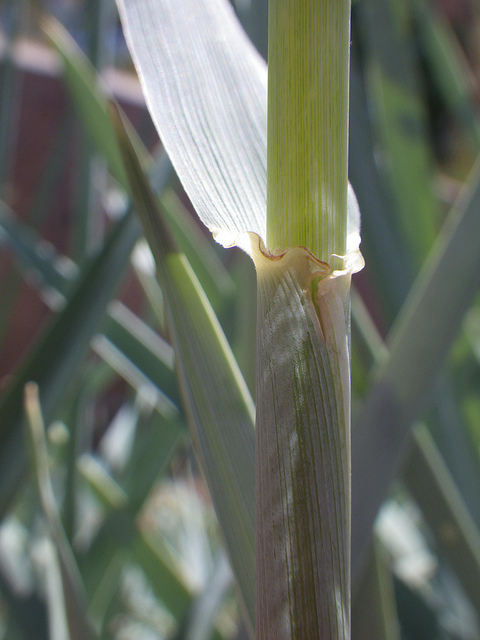 Elymus magellanicus