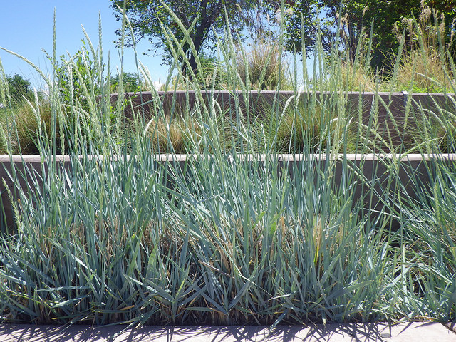 Elymus magellanicus
