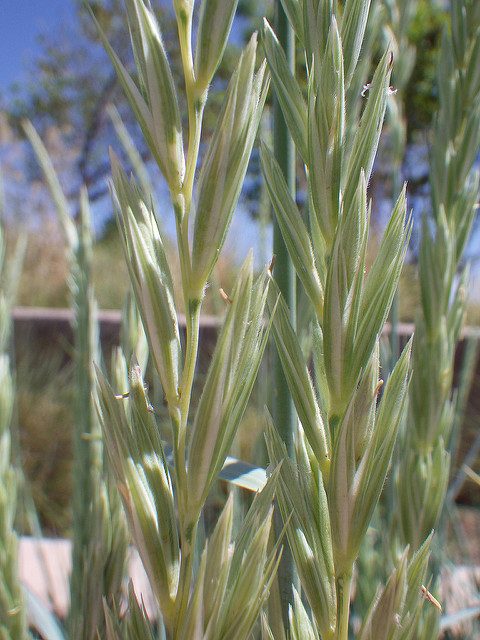 Elymus magellanicus