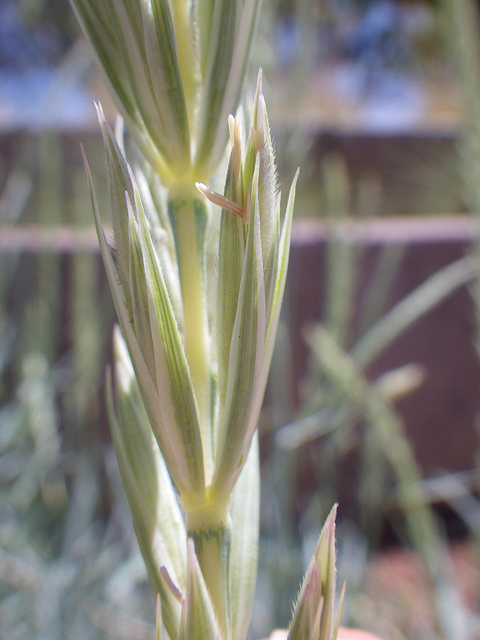 Elymus magellanicus