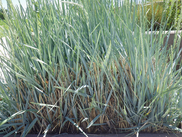 Elymus magellanicus