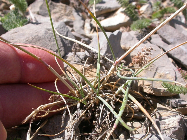 Elymus scribneri (Elymus scribneri)