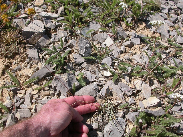Elymus scribneri