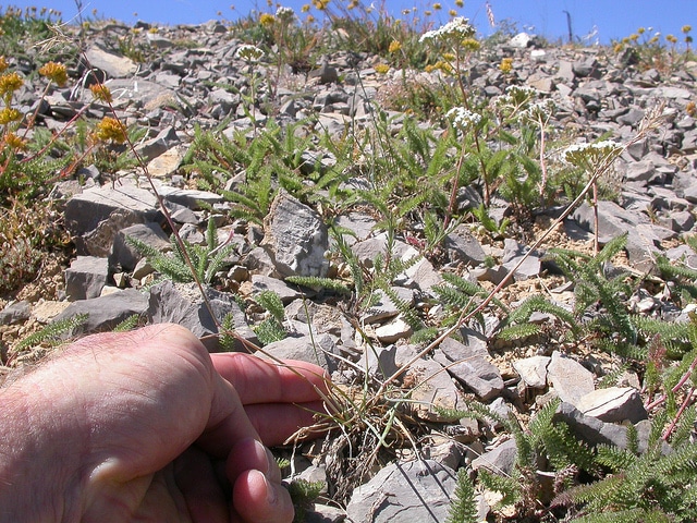 Elymus scribneri