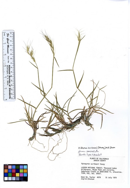 Elymus scribneri
