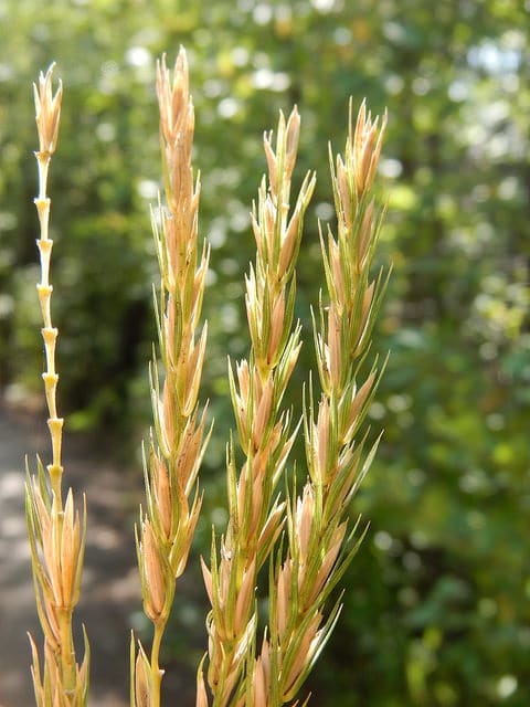 Elymus virginicus (Elymus virginicus)