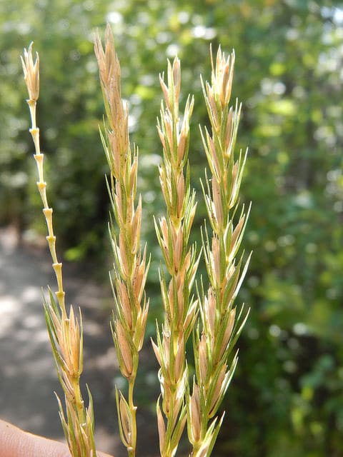 Elymus virginicus