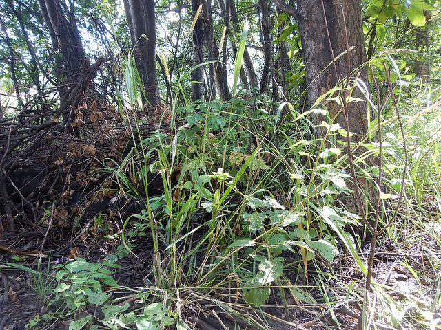 Elymus virginicus