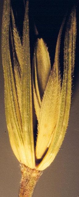 Elymus virginicus