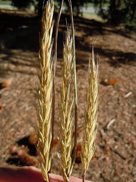 Elymus virginicus