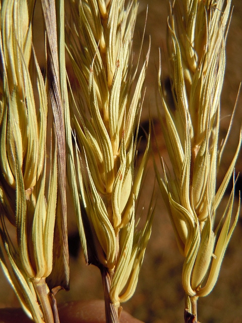 Elymus virginicus