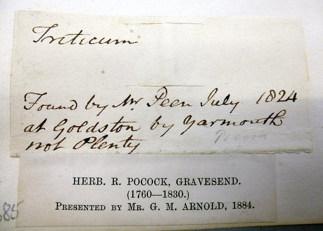 Chiendent à feuilles de jonc (Elytrigia juncea)