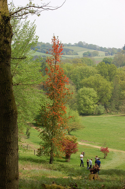 Arbre de feu du chili
