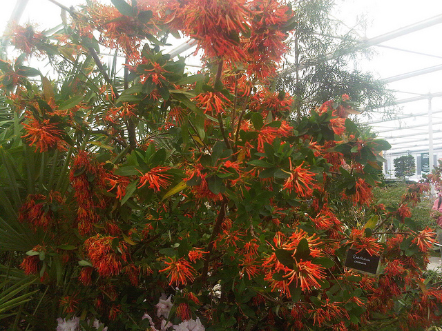Arbre de feu du chili