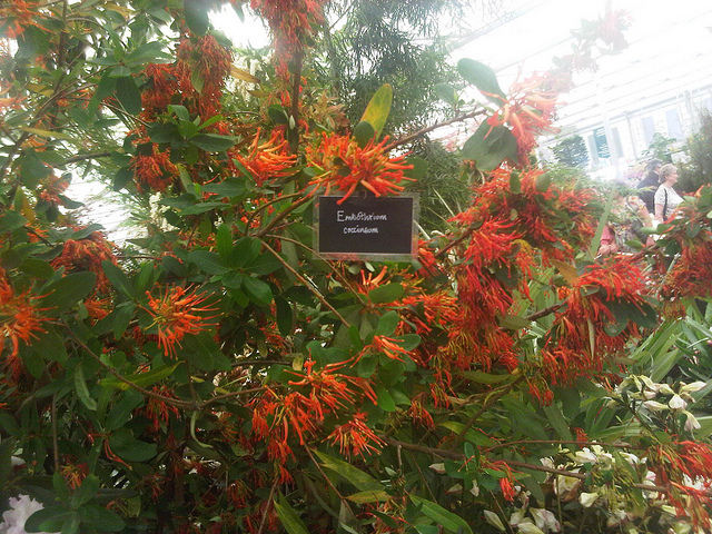 Arbre de feu du chili