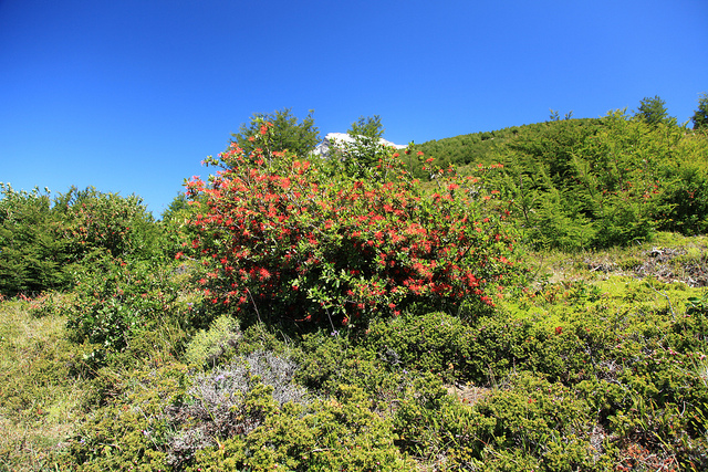 Arbre de feu du chili