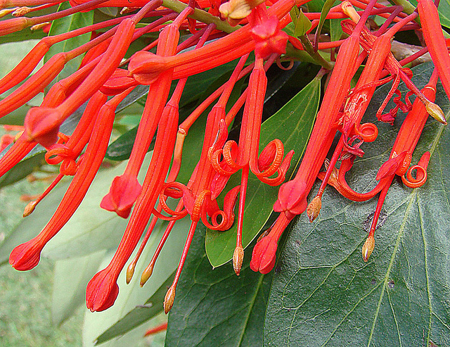 Arbre de feu du chili