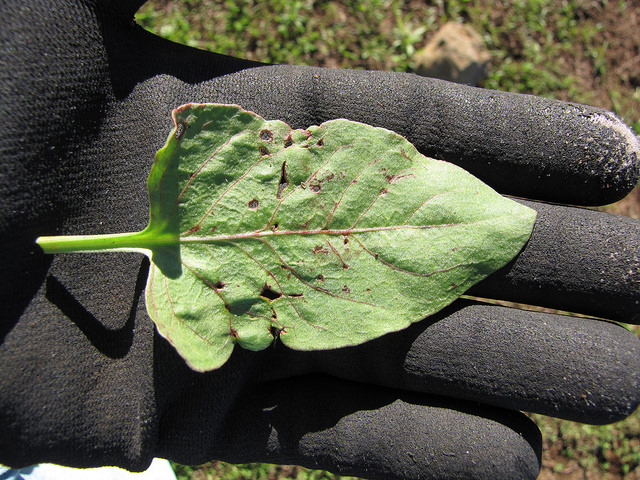 Èmex (Emex spinosa)