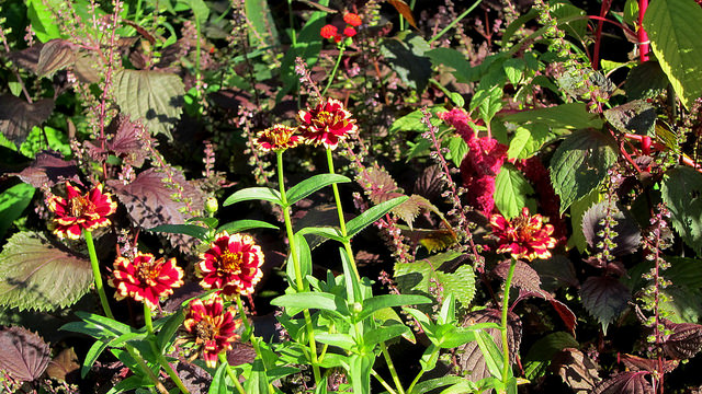 Emilia coccinea