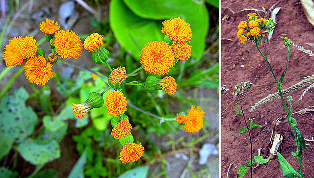 Emilia coccinea