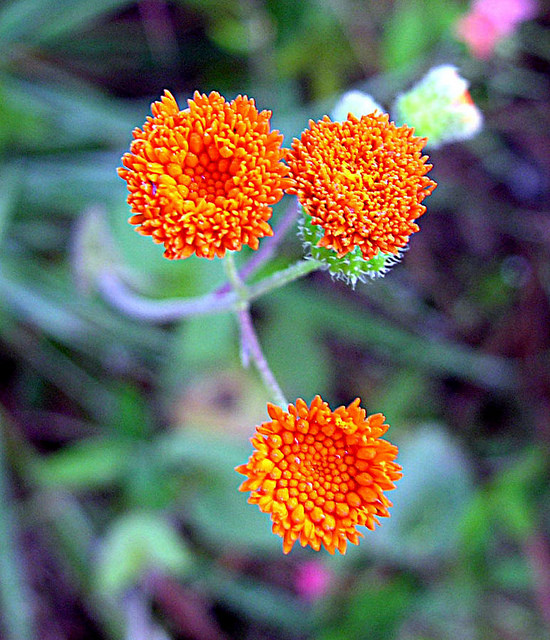 Emilia coccinea