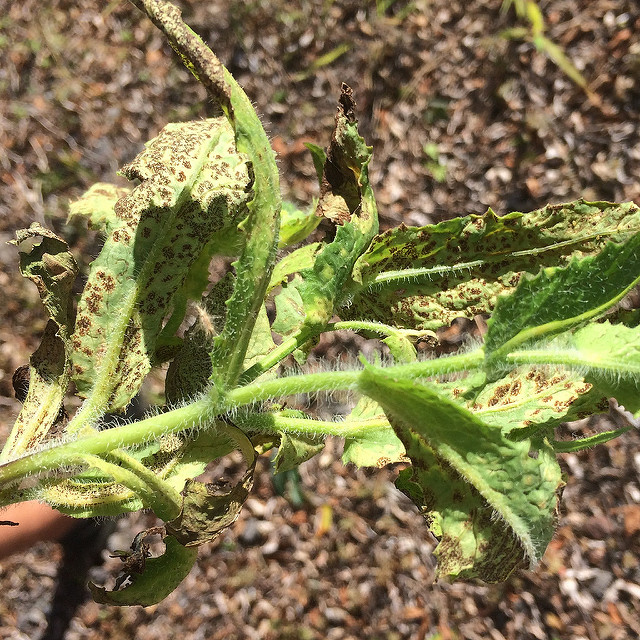 Émilie à feuilles de laîteron (Emilia sonchifolia)