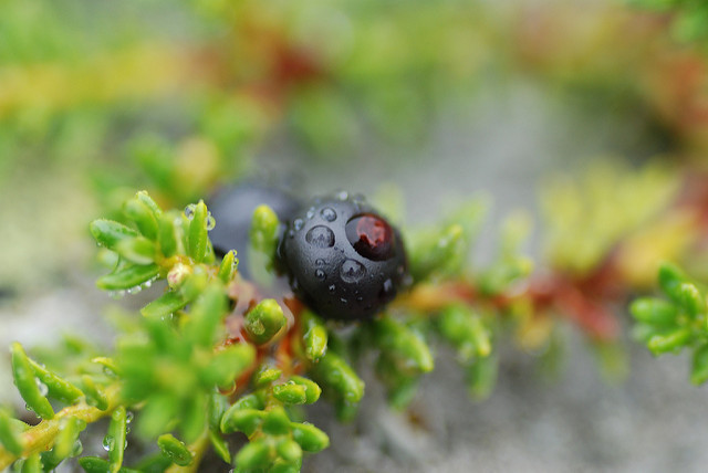 Camarine noire
