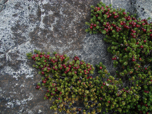 Camarine rouge