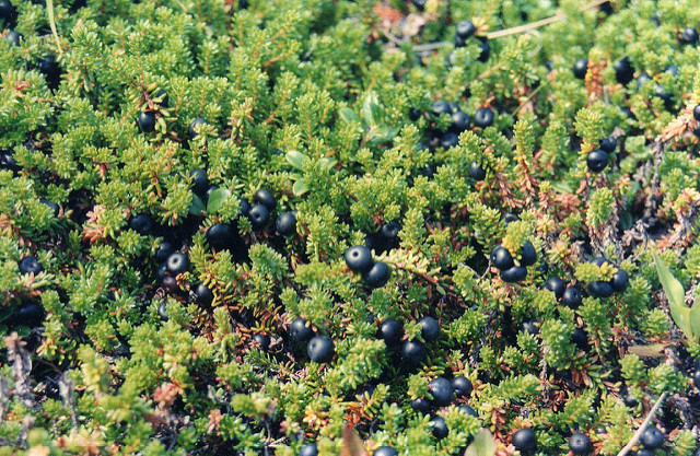 Camarine rouge