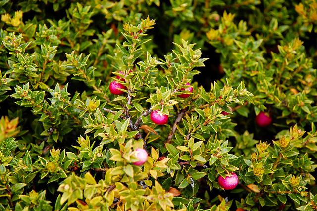 Camarine rouge (Empetrum rubrum)