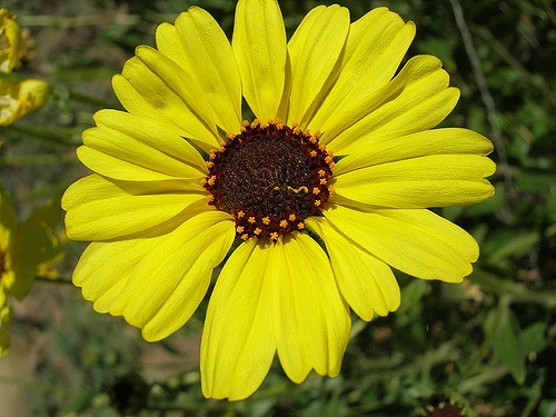 Encelia californica