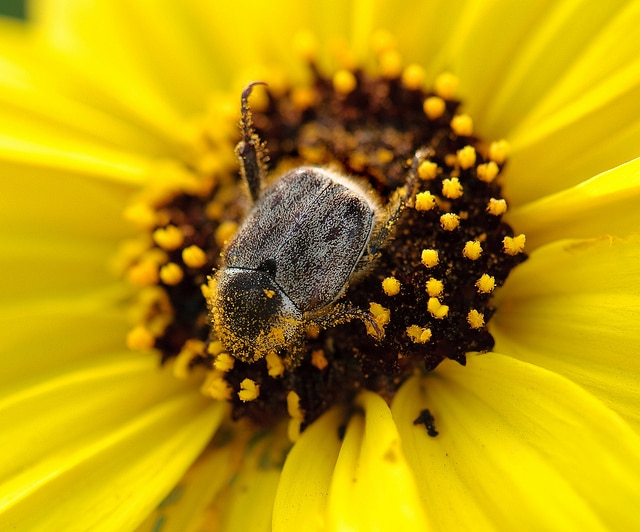 Encelia californica