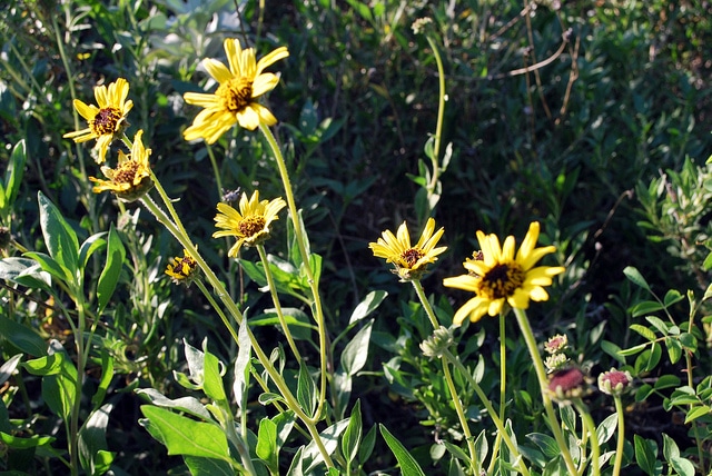 Encelia californica