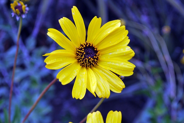 Encelia californica
