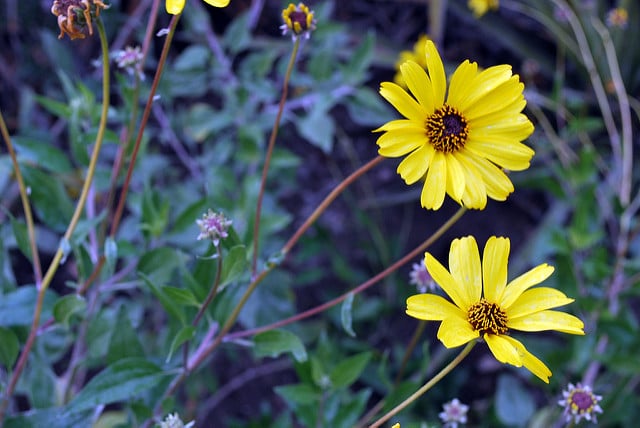 Encelia californica
