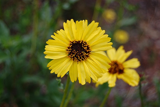 Encelia californica