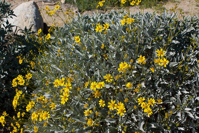 Encelia farinosa