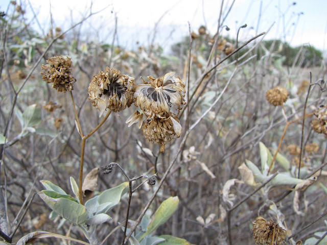 Encelia farinosa