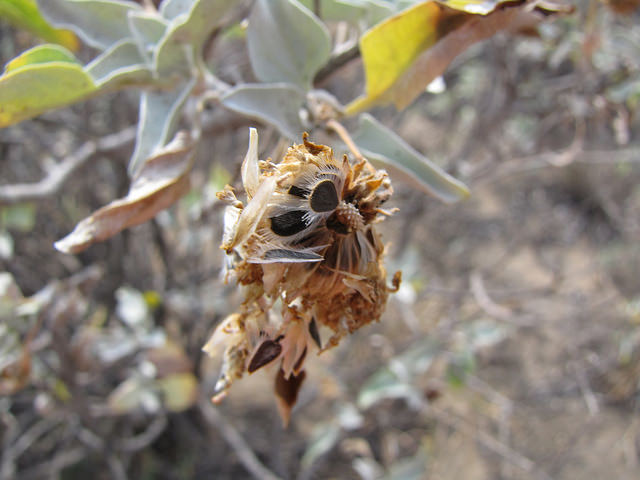 Encelia farinosa